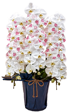 日比谷花壇デザイナーズ化粧蘭 「 AKI 」
