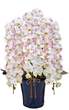 日比谷花壇デザイナーズ化粧蘭 「 NANTEN 」