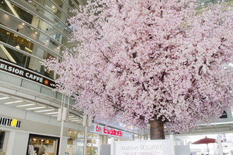 相模大野ステーションスクエア 桜装飾 2017