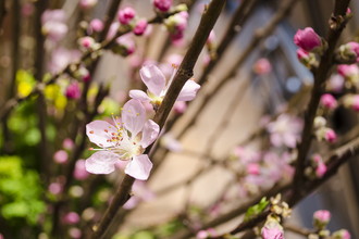 アトレ目黒　桜装飾　2017