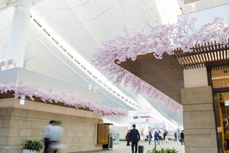 羽田空港国際線　桜装飾　2017