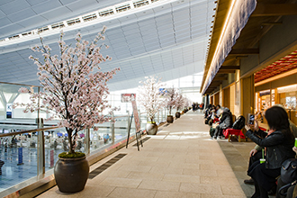 羽田空港国際線　桜装飾　2017