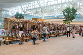 IDEA PLANTS 羽田空港国際線　朝顔装飾　2017