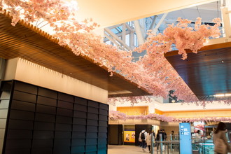 羽田空港国際線　桜装飾　2018