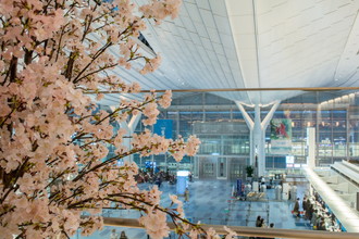 羽田空港国際線　桜装飾　2018