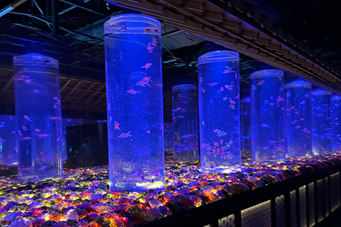 アートアクアリウム美術館 GINZAのメインエリア花演出を担当』