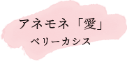 アネモネ「愛」　ベリーカシス