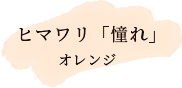 ヒマワリ「憧れ」　オレンジ
