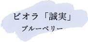 ビオラ「誠実」　ブルーベリー