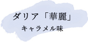 ダリア「華麗」　キャラメル味