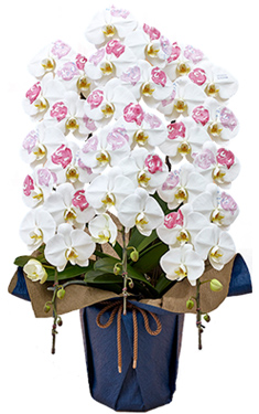 日比谷花壇デザイナーズ化粧蘭 「 BLOOM 」