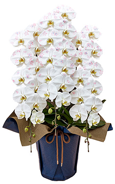 日比谷花壇デザイナーズ化粧蘭 「 SAKURA 」