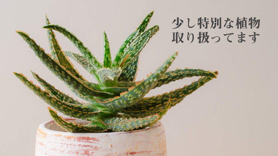 少し特別な植物取り扱ってます