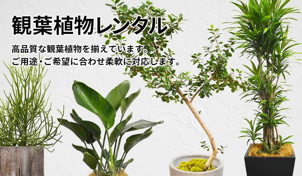 観葉植物レンタル　お客さまのご用途に合わせて柔軟に承っております。