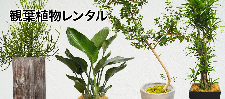 観葉植物レンタル