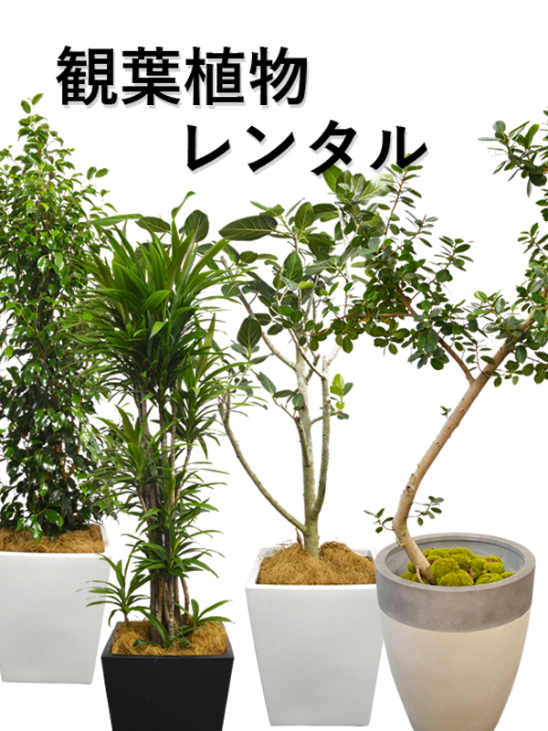 観葉植物レンタル